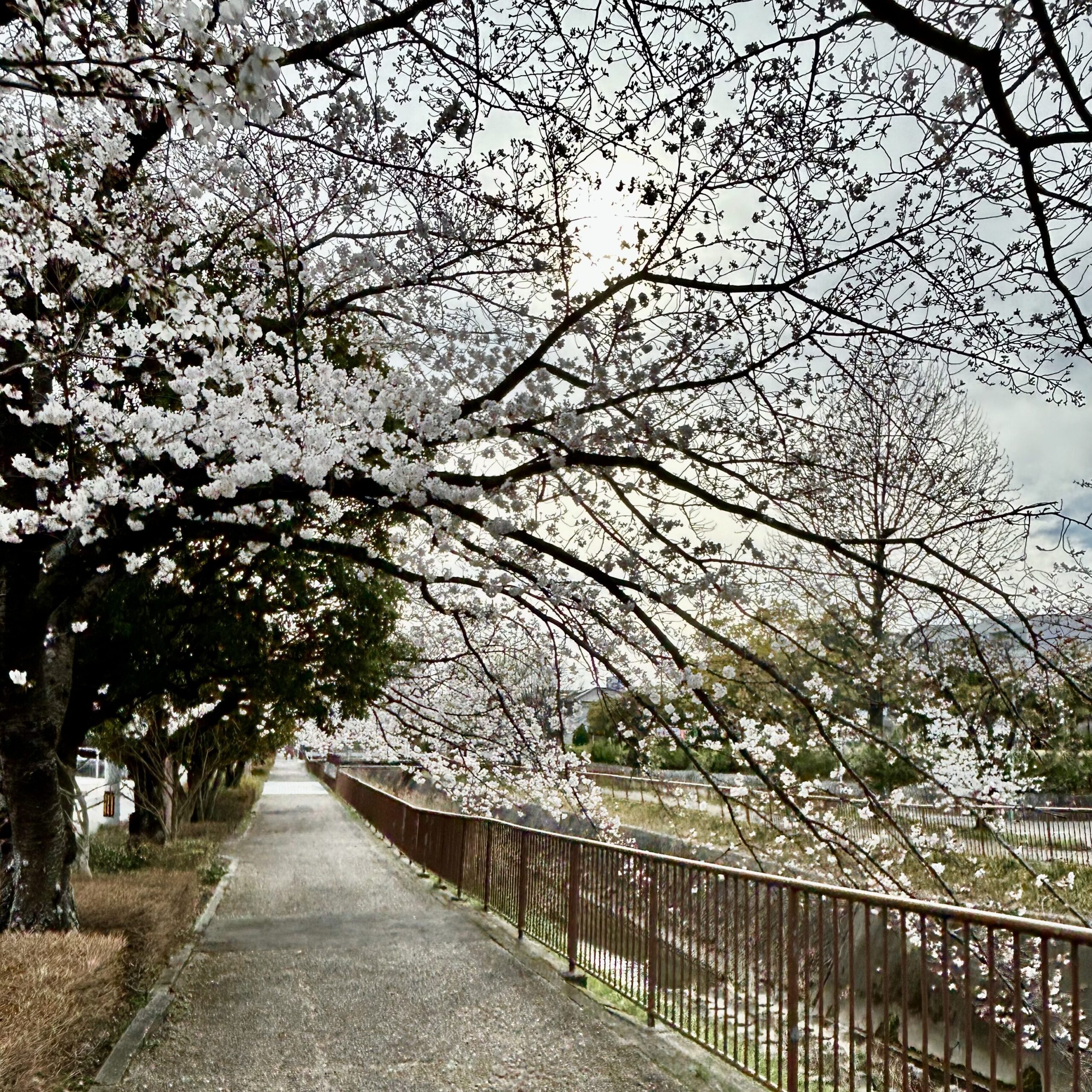 徳重　扇川の桜