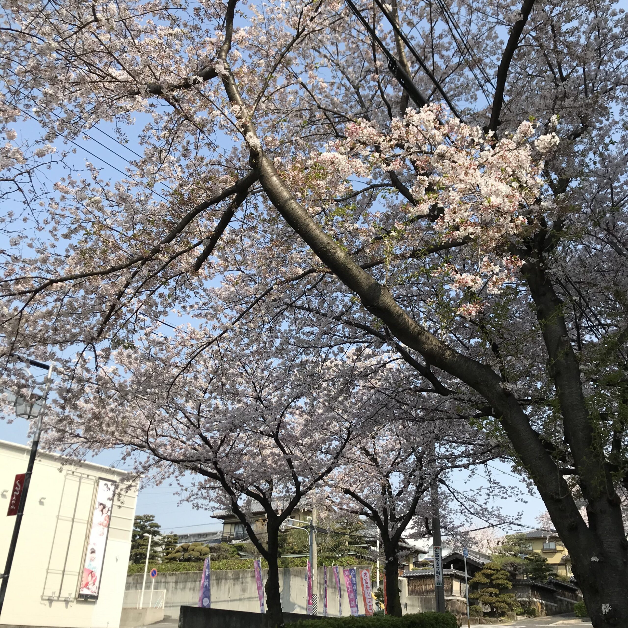 植田の桜