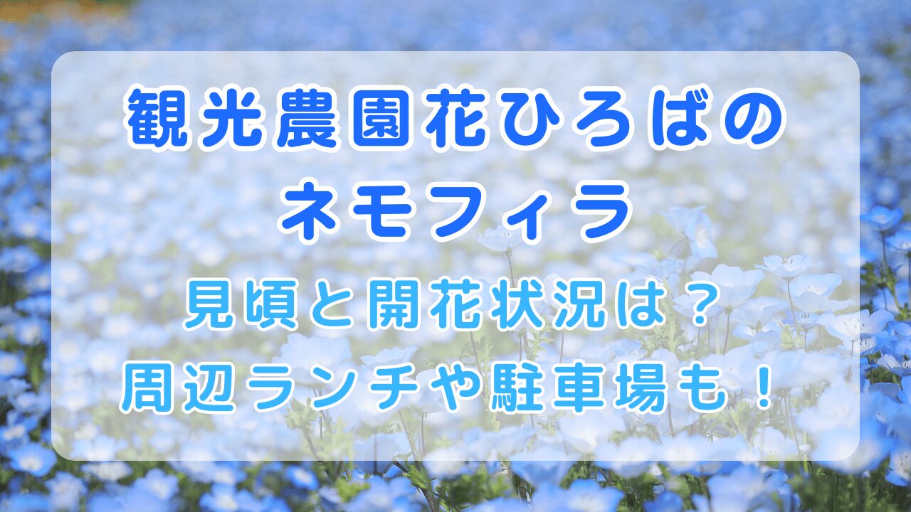 観光農園花ひろばのネモフィラ2024｜見頃と開花状況は？周辺ランチや駐車場も！