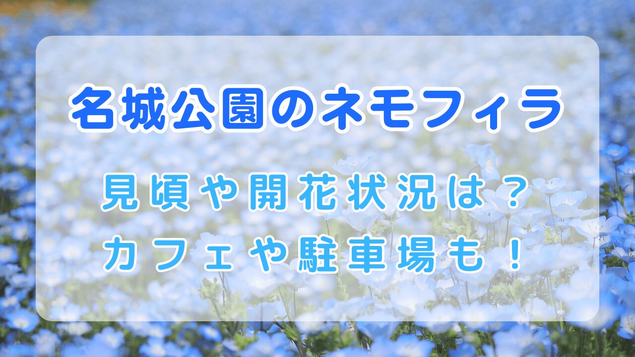 名城公園のネモフィラ2024｜見頃と開花状況は？カフェや駐車場もご紹介