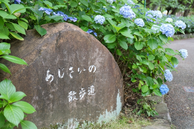 鶴舞公園あじさいの散歩道