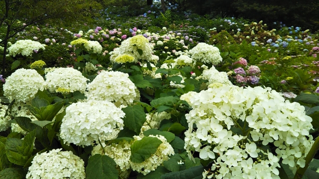 茶屋ヶ坂公園あじさい園