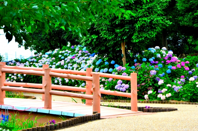 大塚性海寺歴史公園・性海寺の紫陽花