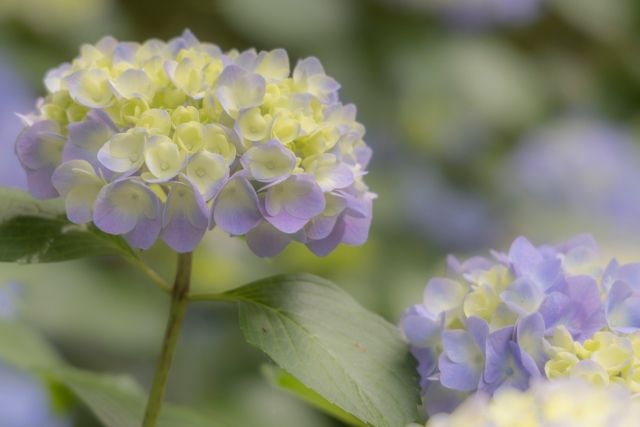 岩ヶ池公園紫陽花ロードの紫陽花