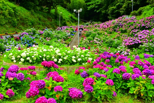 形原温泉あじさいの里