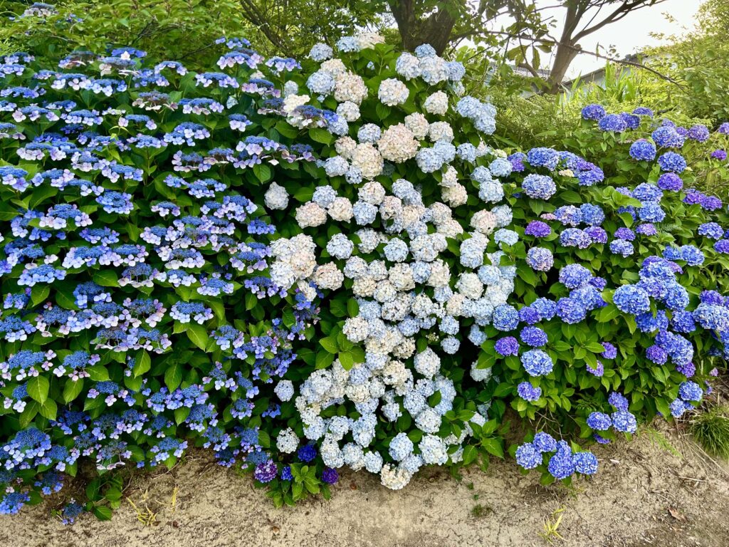 東郷町紫陽花の壁