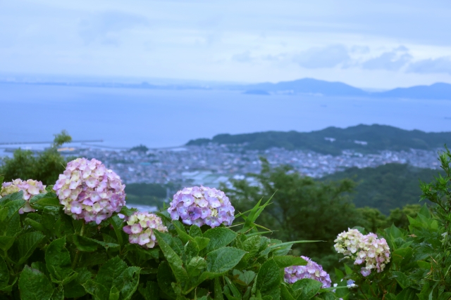 三ヶ根山スカイラインの紫陽花