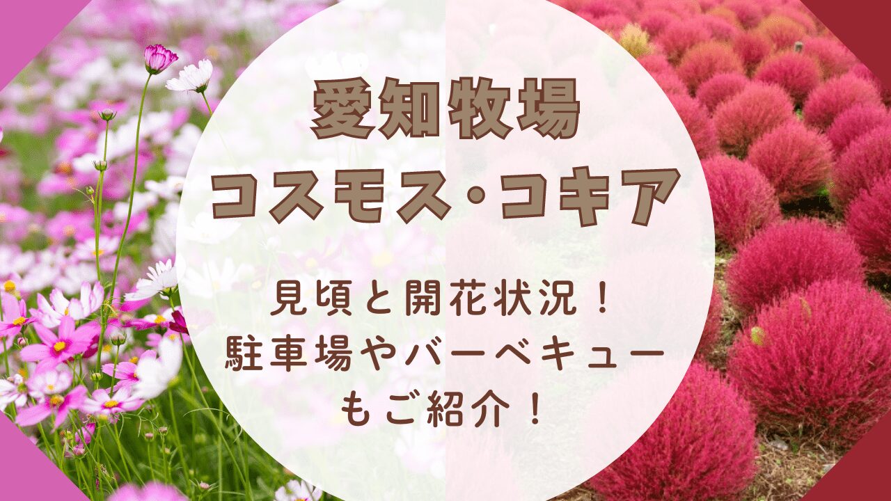 愛知牧場コスモス･コキア2024見頃と開花状況！駐車場やバーベキューもご紹介