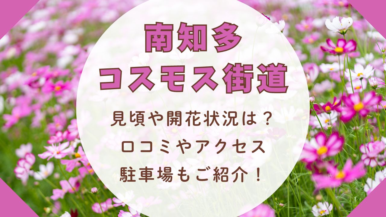 南知多コスモス街道2024見頃や開花状況は？口コミやアクセスや駐車場もご紹介！