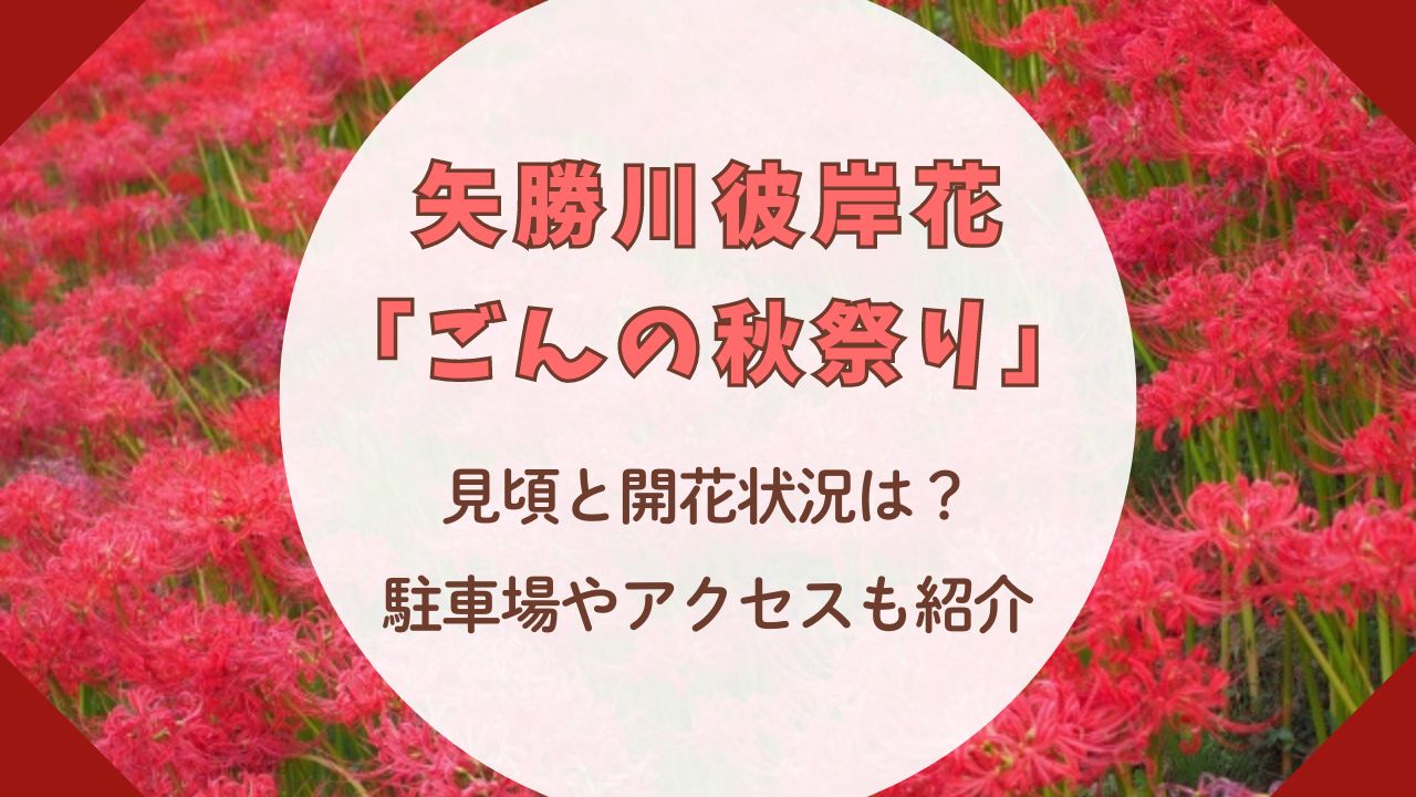 矢勝川の彼岸花「ごんの秋祭り」2024見頃と開花状況は？駐車場やアクセスも紹介