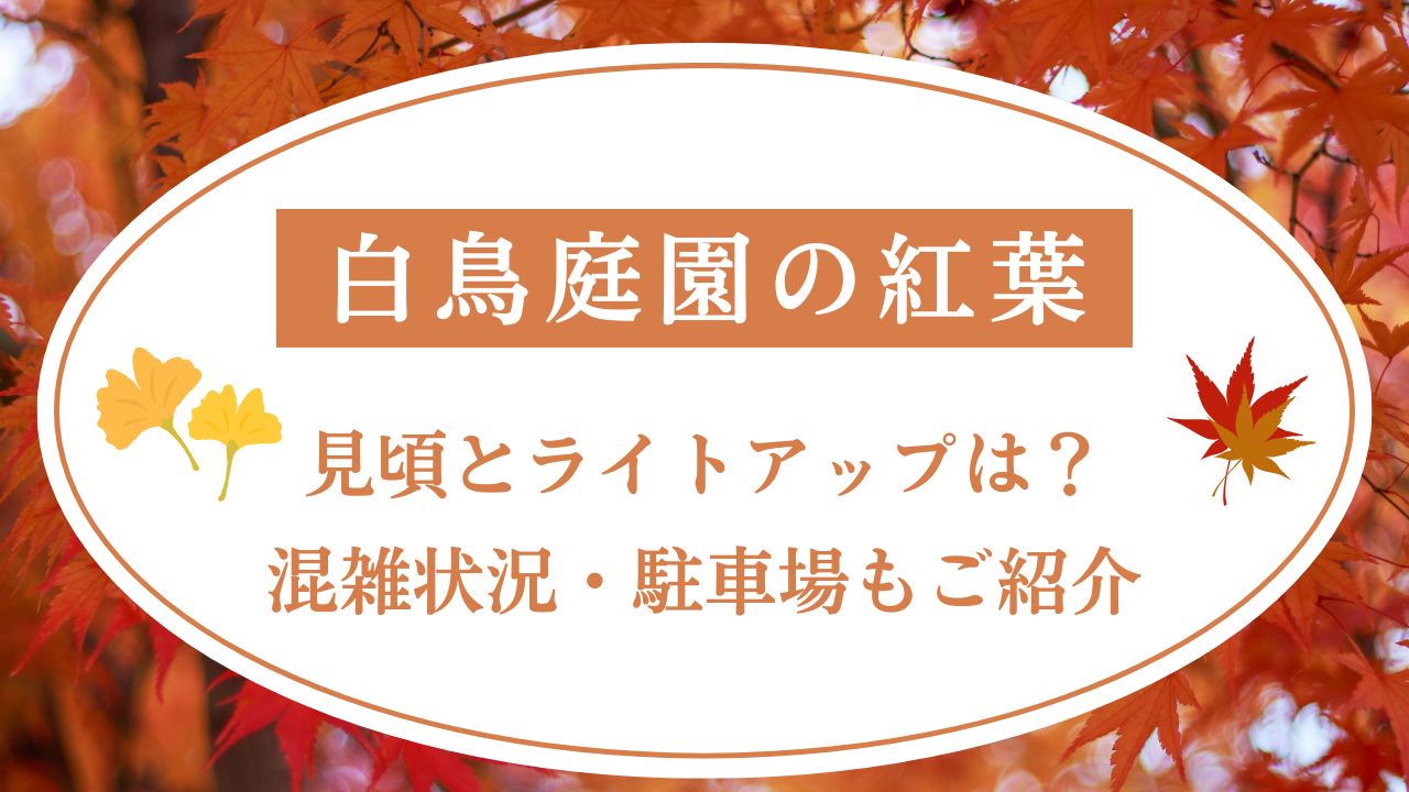 白鳥庭園の紅葉2024見頃とライトアップは？混雑状況・駐車場もご紹介