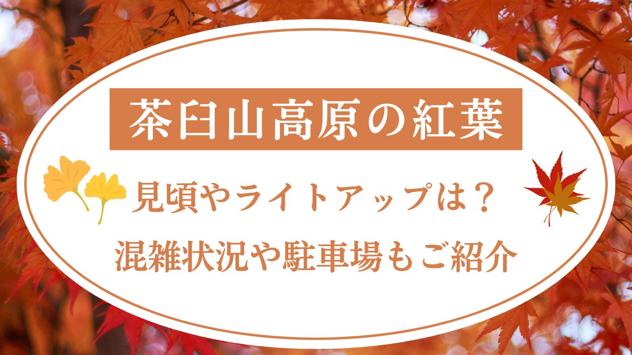 茶臼山高原の紅葉2024見頃やライトアップは？混雑状況や駐車場もご紹介