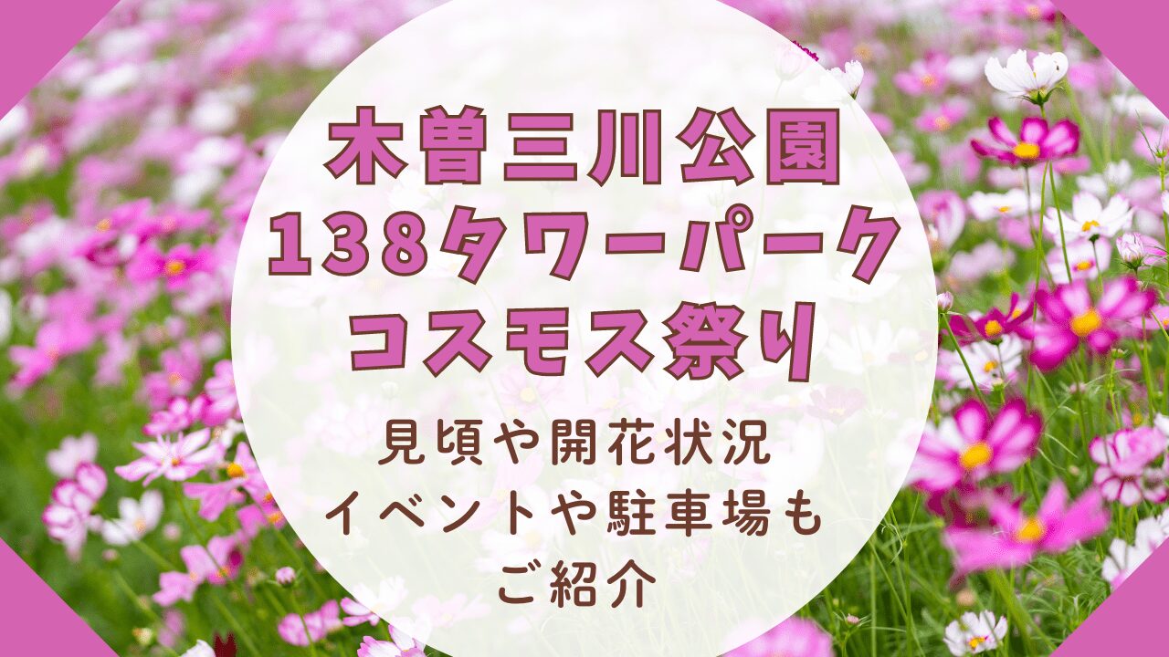 木曽三川公園138タワーパークコスモス祭り2024見頃や開花状況･イベントや駐車場もご紹介