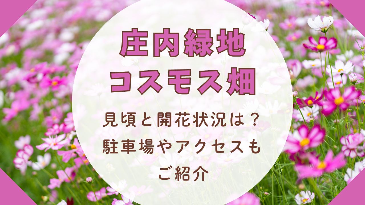 庄内緑地コスモス畑2024見頃と開花状況は？駐車場やアクセスもご紹介