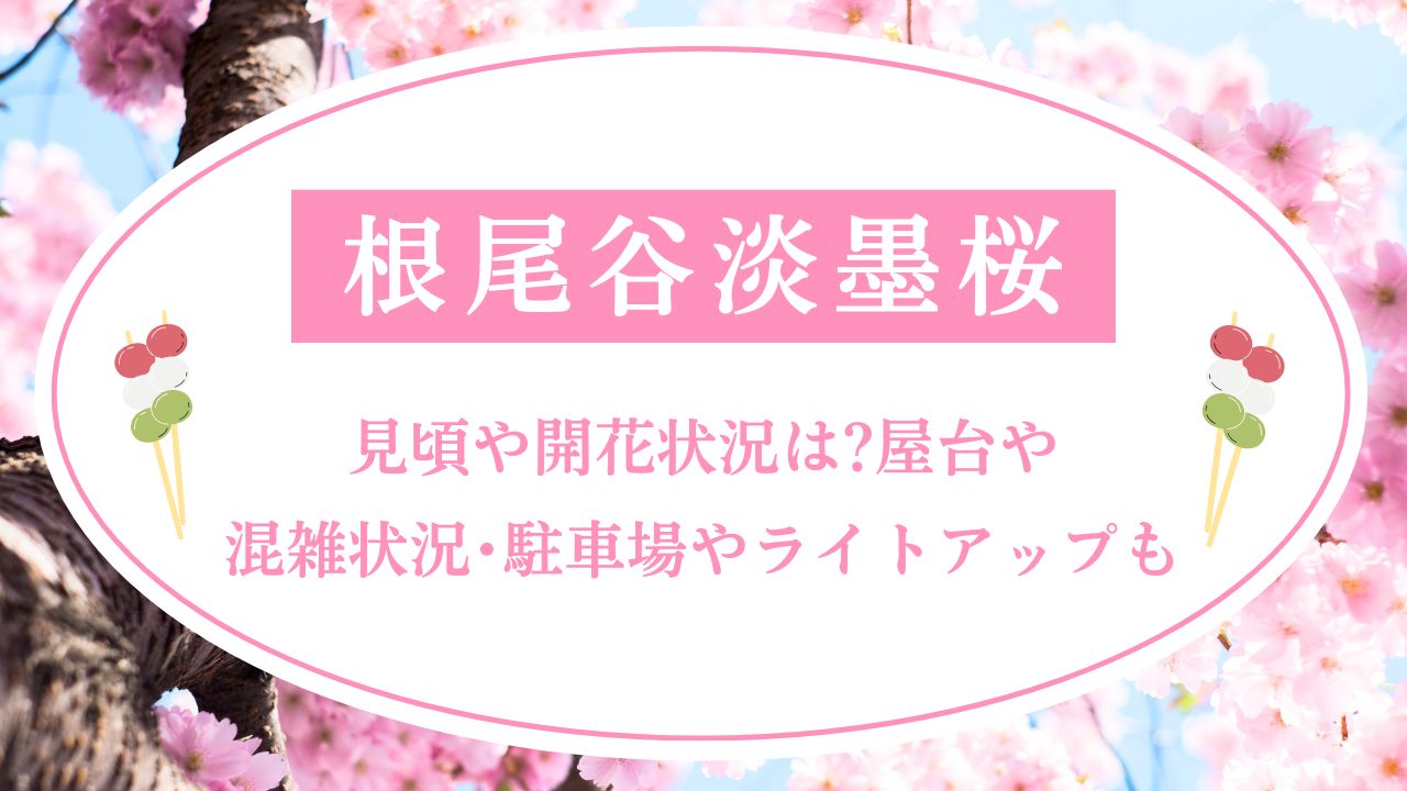 根尾谷淡墨桜2025見頃や開花状況は?屋台や混雑状況･駐車場やライトアップも